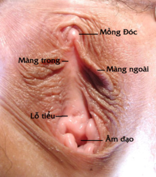 Âm Đạo