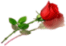 Rose6